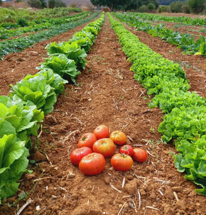 Huerta la Alegría